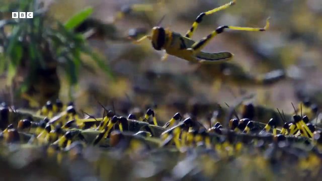 Planet Earth III Saison 1 - Trailer (EN)