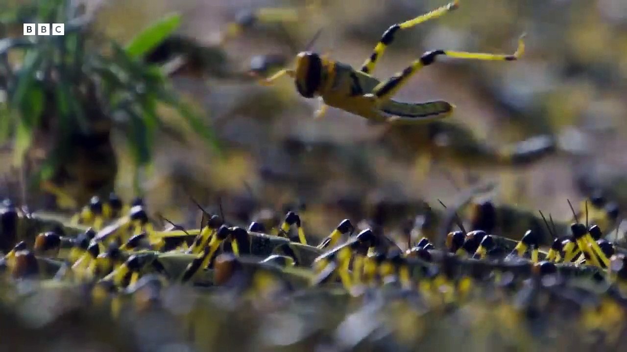 Planet Earth III Saison 1 - Trailer (EN)