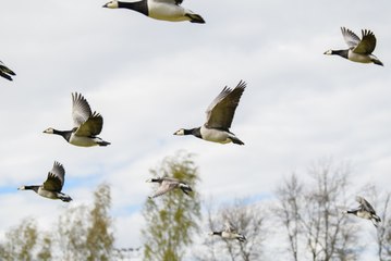 Barnacle geese fly to the Solway Firth for winter