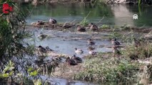 Kızılırmak Deltası Kuş Cenneti'ndeki yeşilbaş ördekler görüntülendi