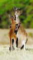 Kangaroo Mom Embraces Her Baby