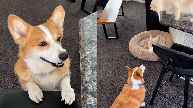 Funny Moment Cute Corgi Helps Cat STEAL TREATS