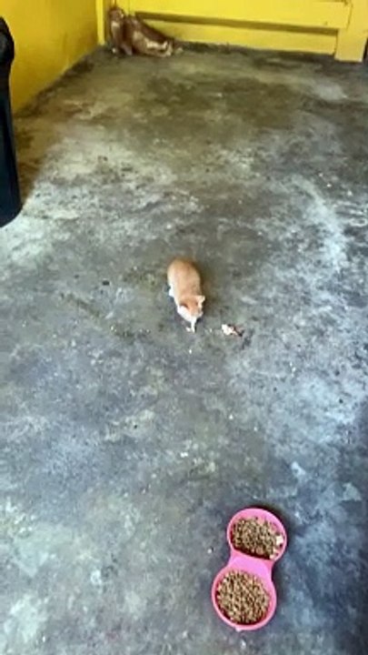 Maman chat brûlée