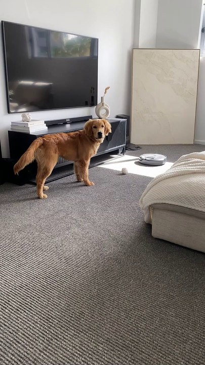 Robovac joue au ballon avec un Golden Retriever