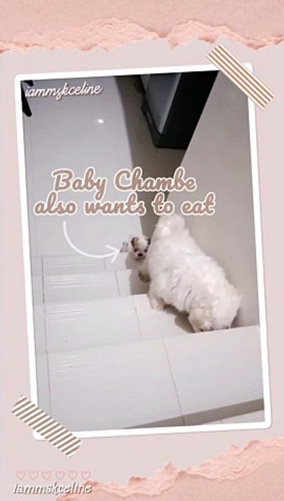 Potchie and Chambe 