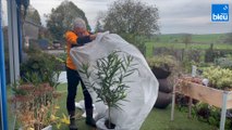Roland Motte, jardinier : protégez vos plantes méditerranéennes pour l'hiver