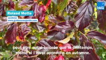 Roland Motte, jardinier : créez un massif de fleurs d'automne