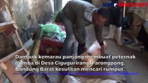 Peternak Domba Ganti Rumput dengan Pelepah Pisang Dampak Kemarau Panjang