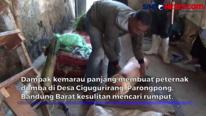 Peternak Domba Ganti Rumput dengan Pelepah Pisang Dampak Kemarau Panjang