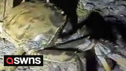 Invasive species of crab spotted walking down road near British waterway