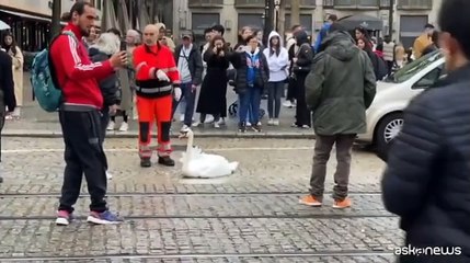 Télécharger la video: Un cigno blocca il traffico nel centro di Amsterdam