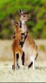 Kangaroo Mom Embraces Her Baby