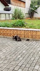 This Possum Mom Has Her Work Cut Out For Her