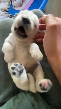 Former les chiots nouveau-nés