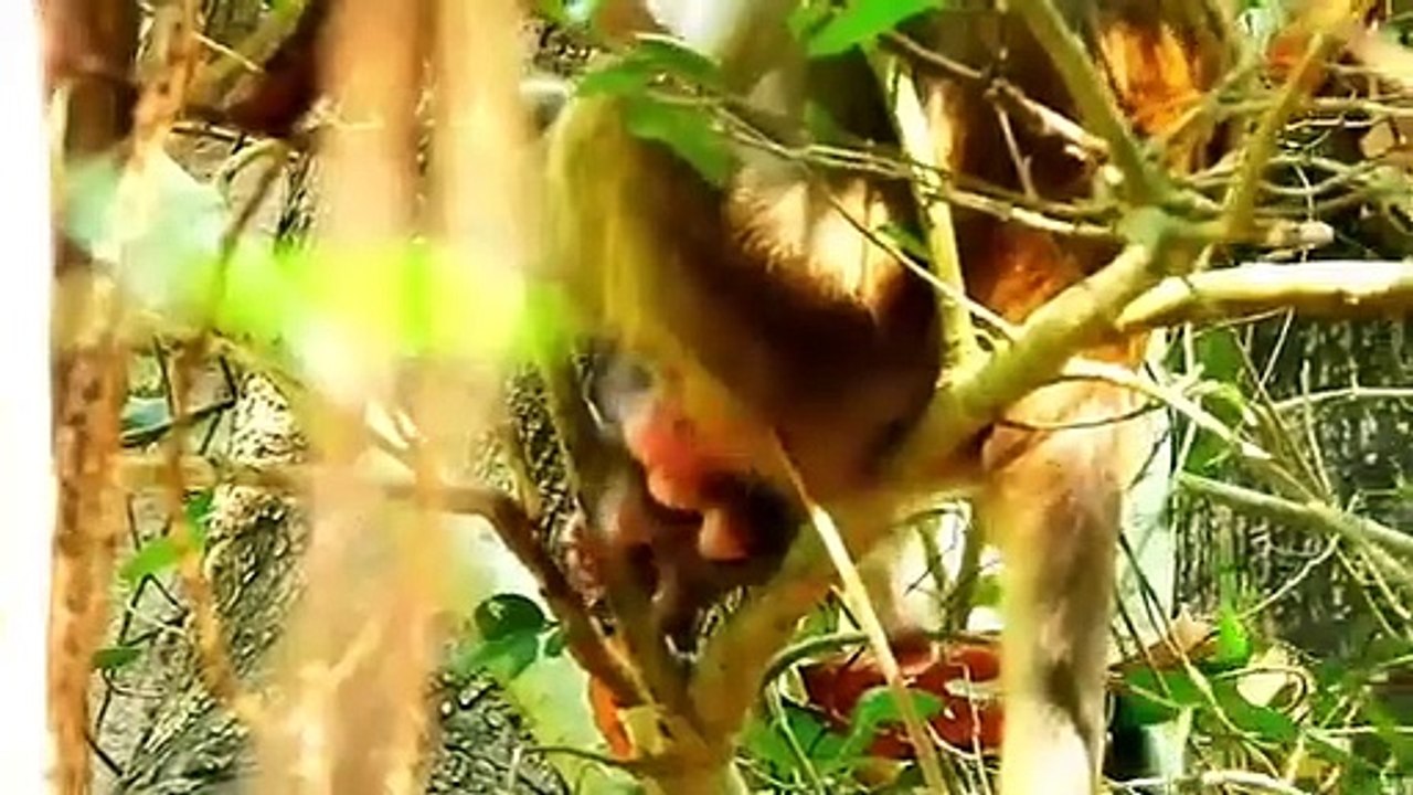 Monkey baby Alba and monkey Anna.... P17