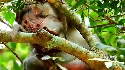 Monkey baby Alba and monkey Anna.... P31