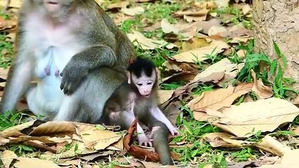 Monkey baby Vikki (1)