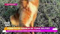 Perrito aprendió a tomarse selfies y estas son sus mejores fotos