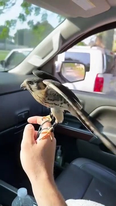 Falcon Flies Along With Driver