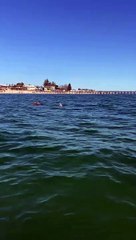 Les dauphins offrent un spectacle aux jet skieurs