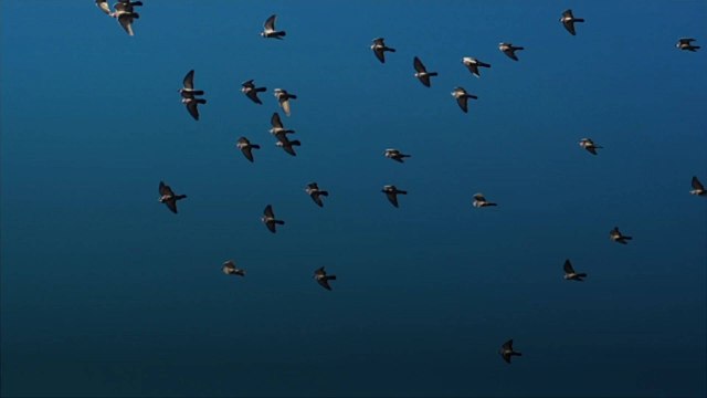 Solar Storms May Impact Bird Migration, Study Suggests