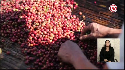 Cafetaleros contarán con póliza de riesgos del trabajo para recolectores del grano de oro | Consejo de Gobierno 11 octubre 2023.