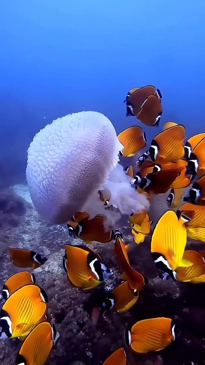 Allah Is the Greatest | Creation of Allah | Sea Life | Nature | Beautiful