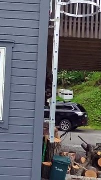 Le chat défie la gravité pour les rayures