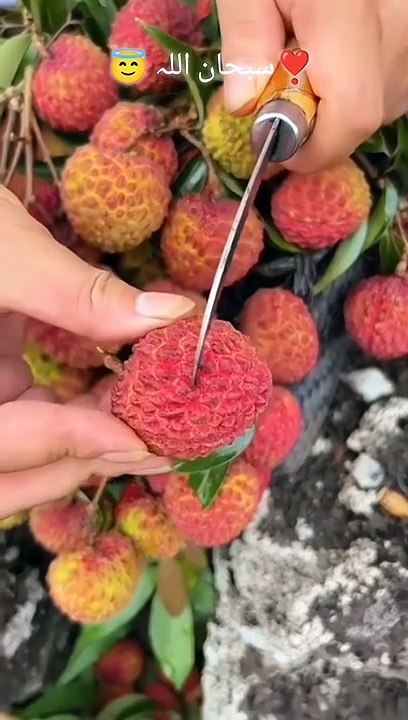 تم اپنے رب کی کون کون سی نعمت کو جھٹلاؤ گے ❣️