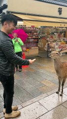 Japanese Deer Bows Before Cakes