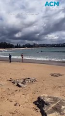 Shark shock: Man 'nearly walks into shark' at iconic Aussie beach