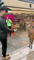 Japanese Deer Bows Before Cakes