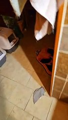 When Your Cat Is Terrified of Your Halloween Decorations