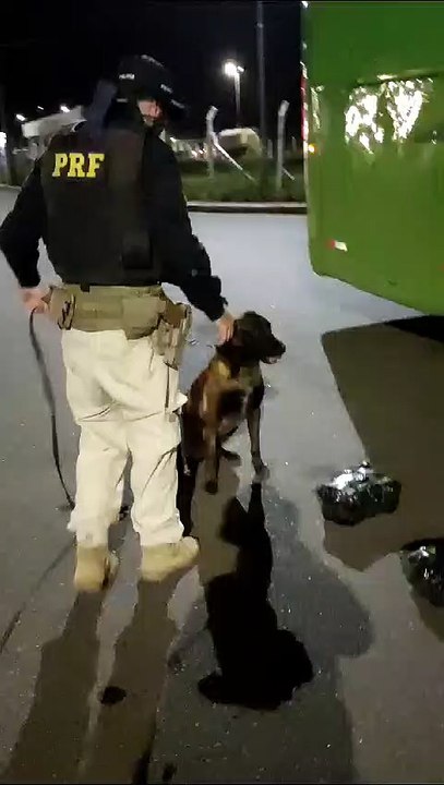 Cão farejador encontra mil papelotes de cocaína dentro de ônibus em MG