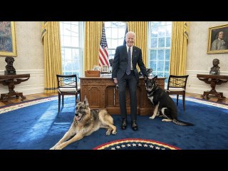 Les chiens mordeurs de Joe Biden renvoyés de la Maison Blanche