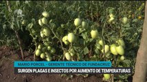 Arroceros proyectan sembrar 120 mil hectáreas