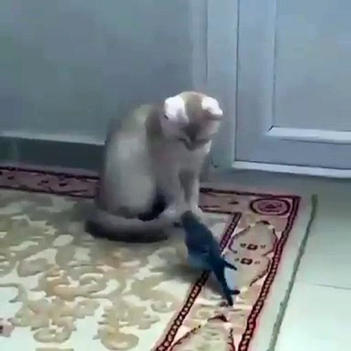 CAT SCARED FROM BIRD