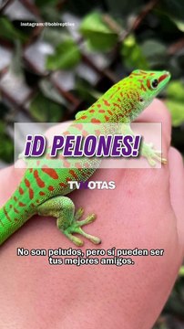 Conoce los cuidados especiales que requieren los reptiles