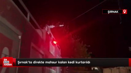Şırnak'ta direkte mahsur kalan kedi kurtarıldı