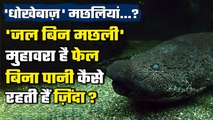 South American Lungfish: कुदरत के अद्भुत नमूने हैं Plecos और Lungfish, चौंक उठेंगे | वनइंडिया प्लस