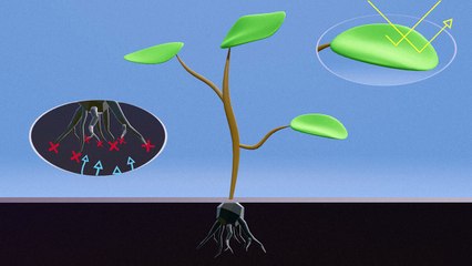 Comment fonctionne le glyphosate?