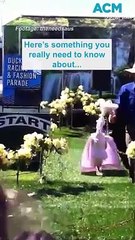 Australia's most fashionable fowls at the annual duck fashion show