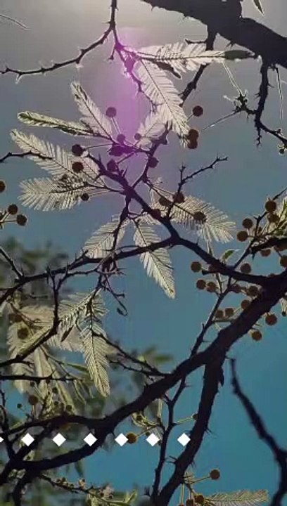 Blossoms of Resilience Embracing the Spirit of Renewal