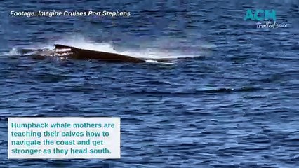 Humpback whale mothers and babies off Port Stephens