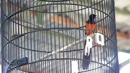 Aksi Murai Batu Di kelas utama bikin juri gedeg-gedeg