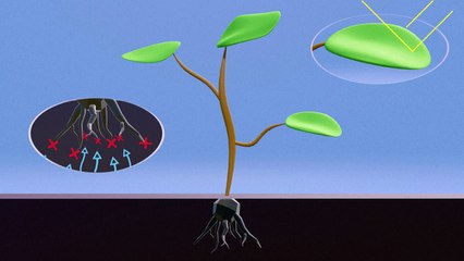 Videografik: So wirkt Glyphosat