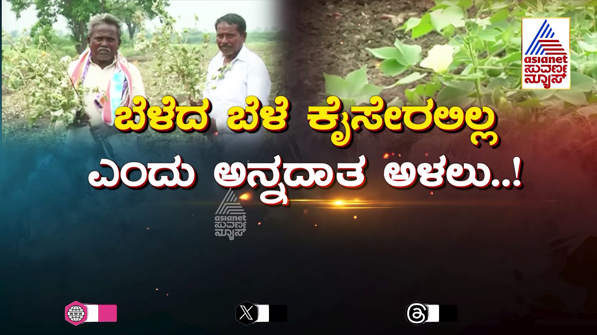 ಹಳೇ ವೈಷಮ್ಯಕ್ಕೆ ಬಲಿಯಾದ ಚಿನ್ನದಂತ ಫಸಲು: ಬೆಳೆದ ಬೆಳೆ ಕೈಸೇರಲಿಲ್ಲ ಎಂದು ಅನ್ನದಾತ ಅಳಲು..!