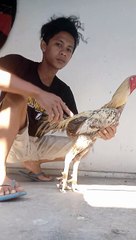 Ayam plucker