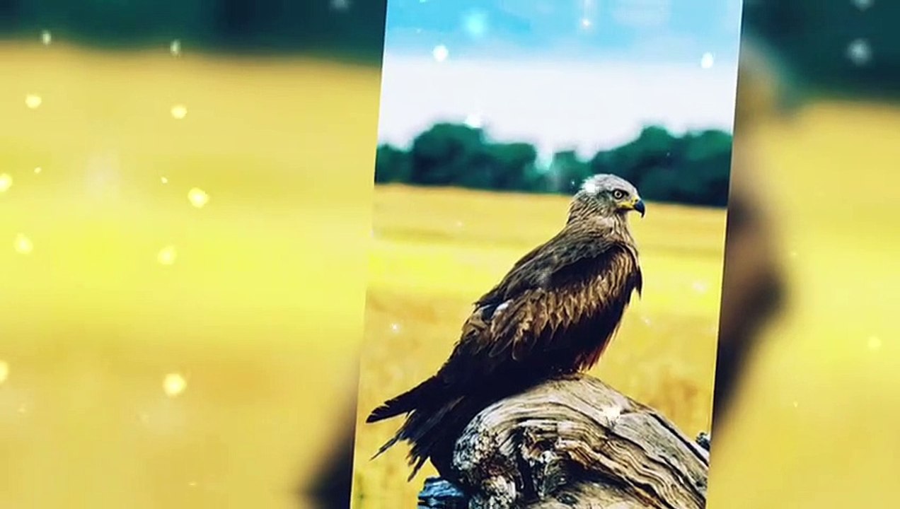 Eagles biography