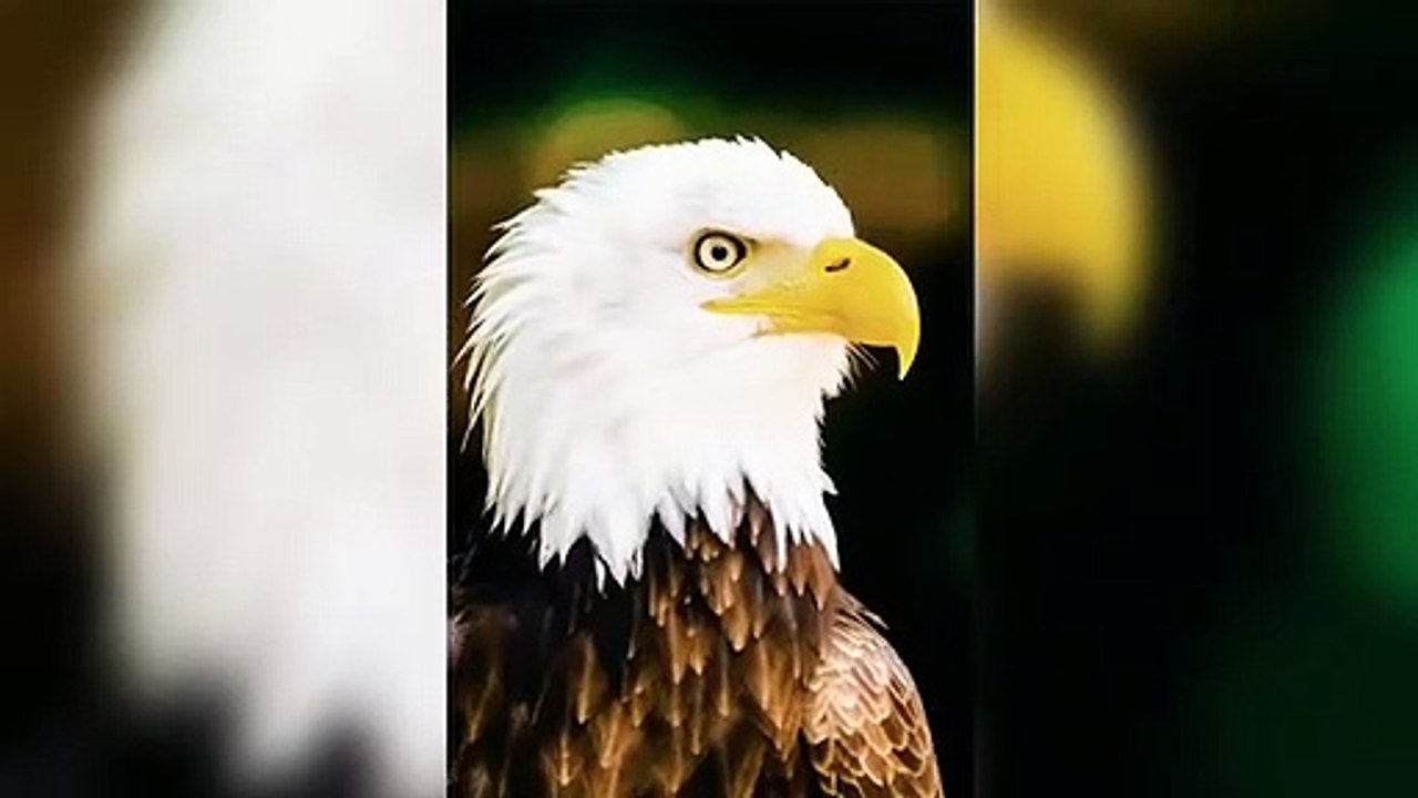 eagle fact